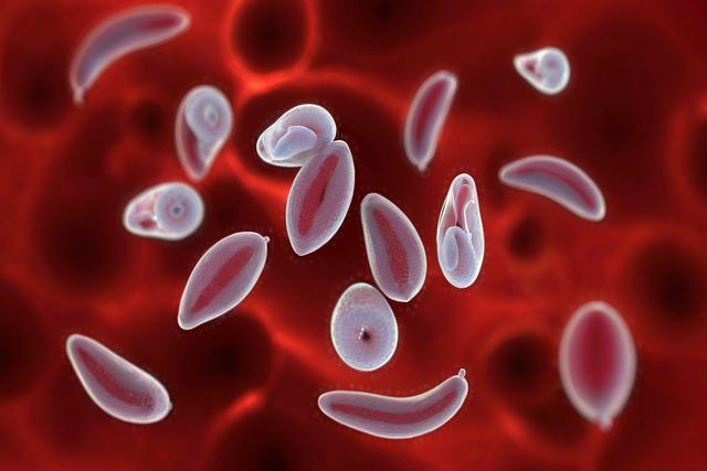 Розуміння інфекції Toxoplasma gondii у котів та собак: симптоми, діагностика та лікування