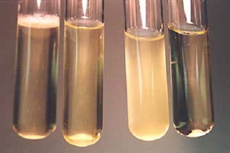 Babio запускає високоефективний бульйон Brain Heart Infusion для Global Microbiology Labs