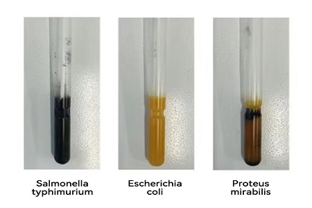 BABIO випускає високоефективне транспортне середовище (типу SS) для надійної глобальної передачі мікробних зразків