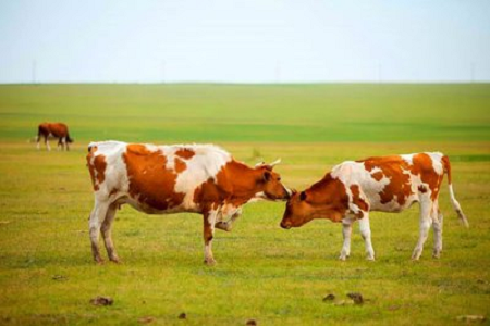 BABIO представляє високочутливий швидкий тест на вагітність великої рогатої худоби для сучасного тваринництва