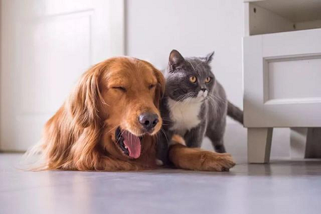BABIO розширює портфоліо ветеринарних швидких тестів для Global Pet Healthcare