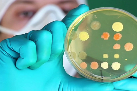 Соєвий бульйон Trypticase: надійна основа для росту мікробів