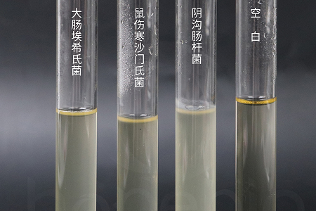 Babio Biotechnology запускає високоефективний інфузійний бульйон Brain Heart Infusion для надійного культивування мікробів