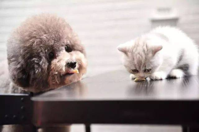 Швидкий тест-тест FPV Ag для виявлення чумових вірусів кішок